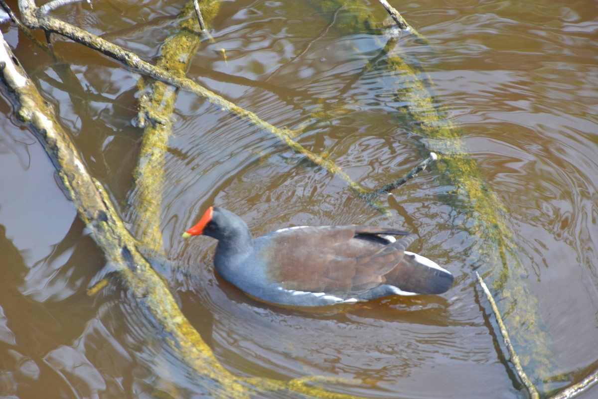 Amerikateichhuhn - ML646259690