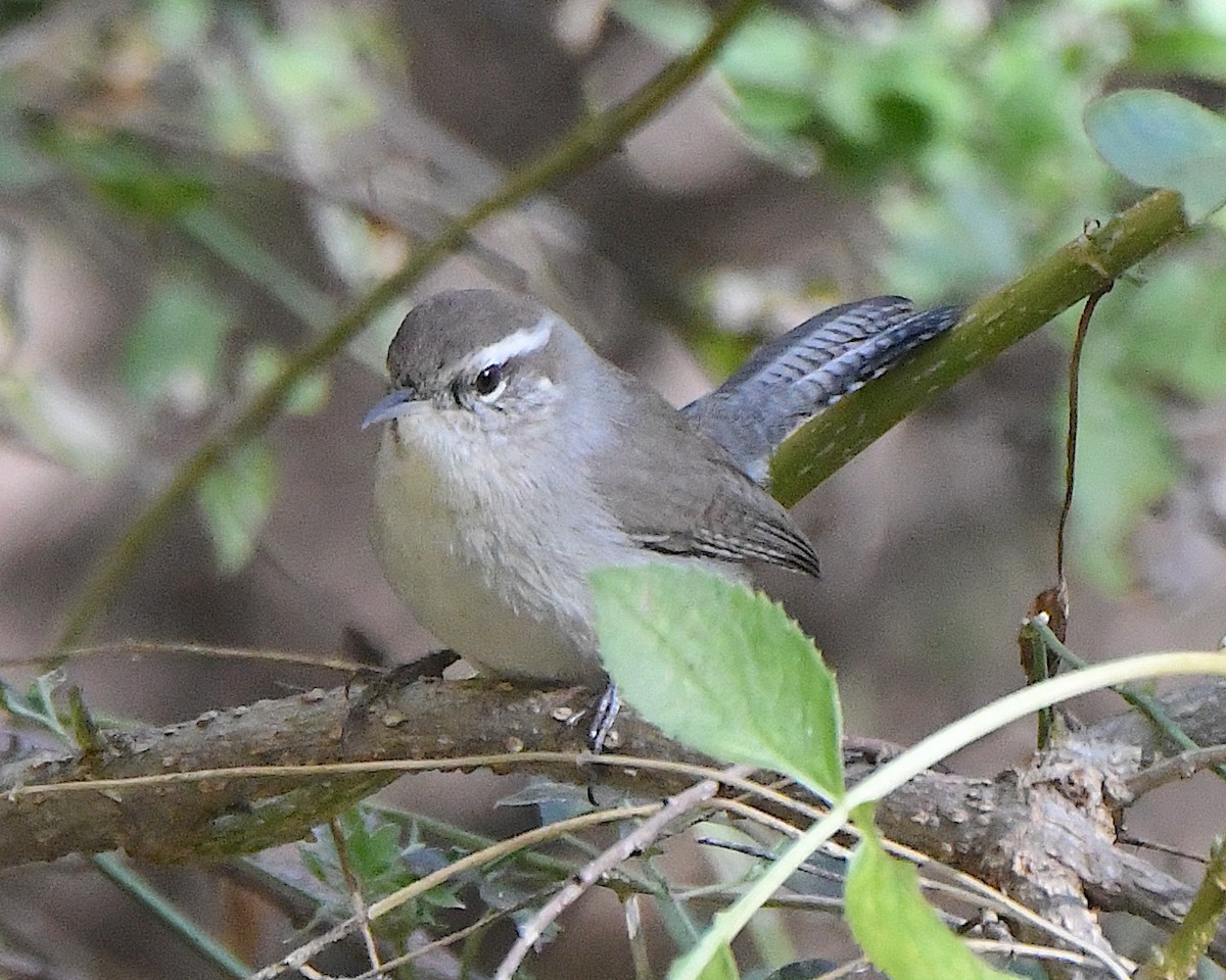 Buschzaunkönig - ML646259695