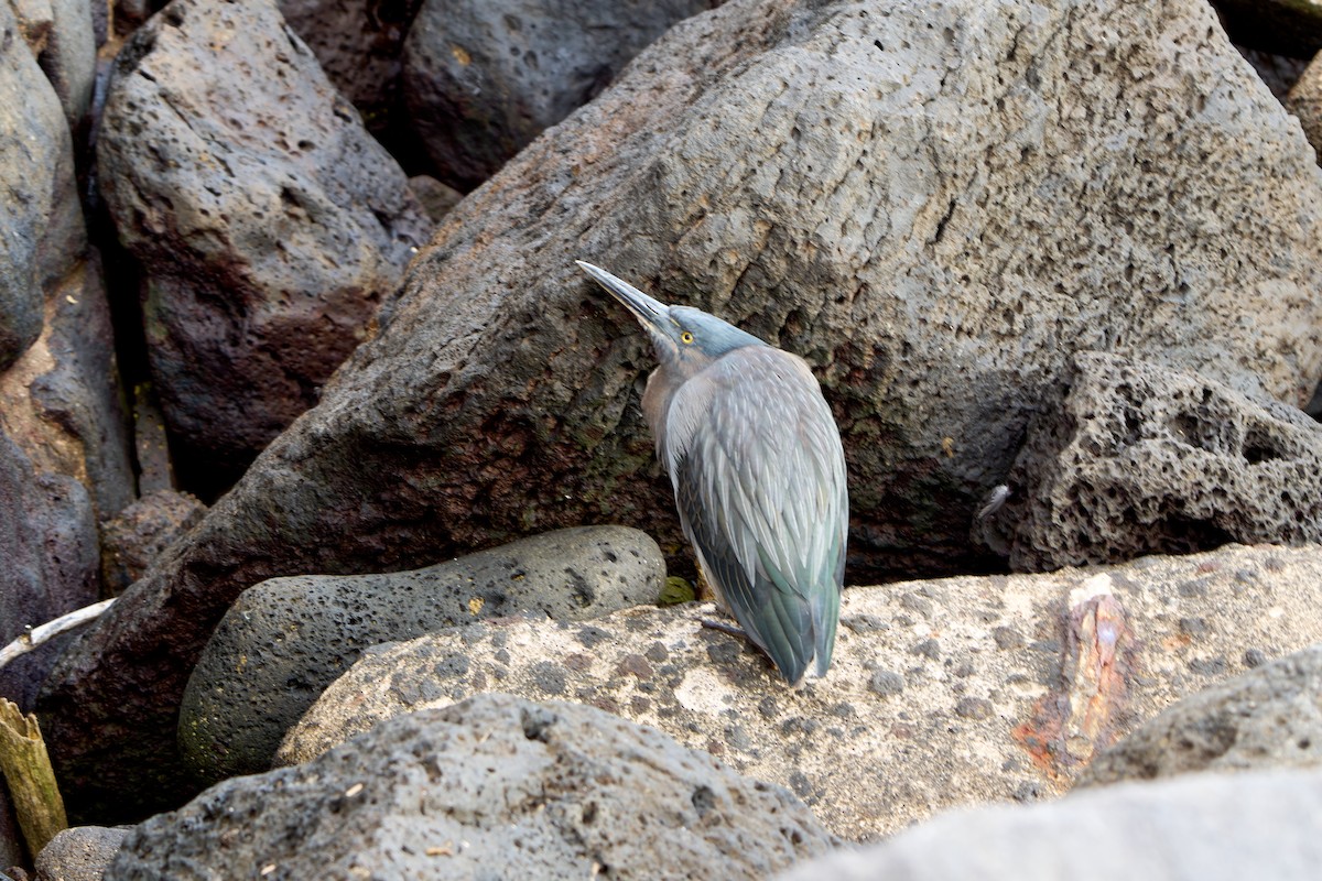 Lavareiher - ML646259698