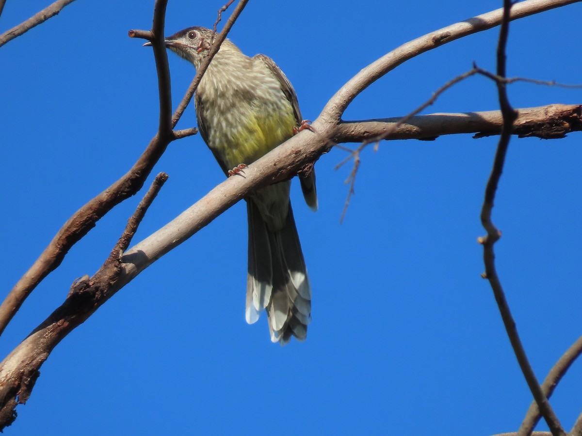 Red Wattlebird - ML646259699
