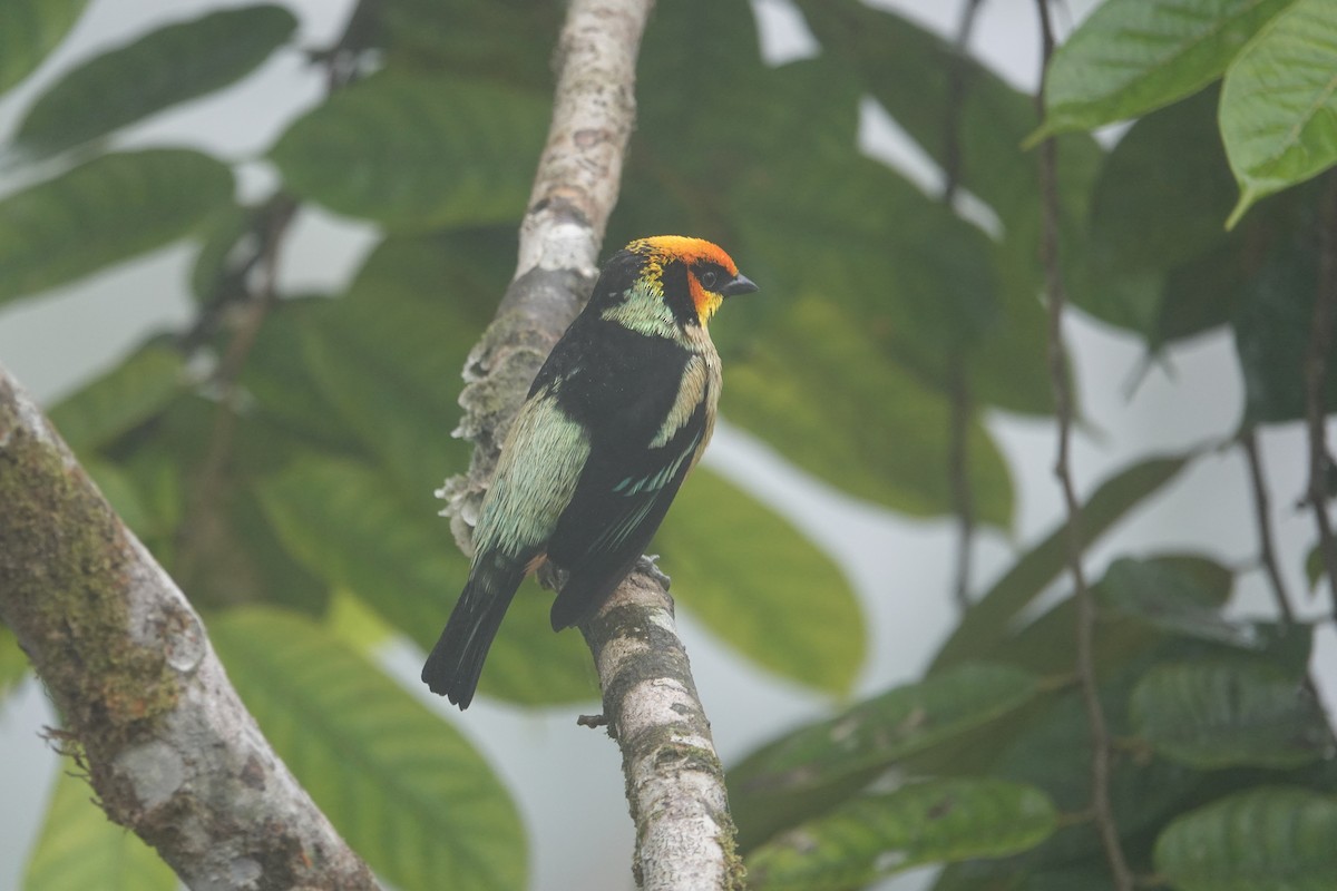 Flame-faced Tanager - ML646259702
