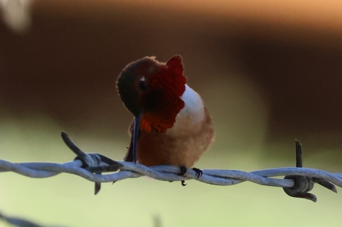 Allen's Hummingbird - ML646259703