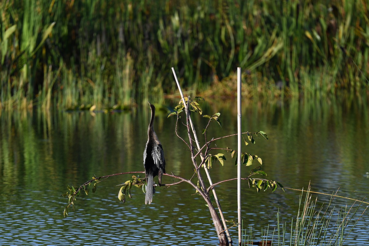 Anhinga - ML646259705