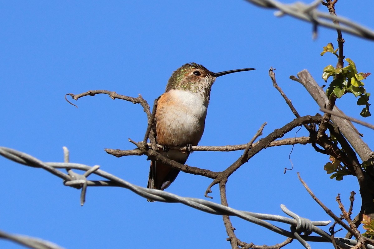 Allen's Hummingbird - ML646259711