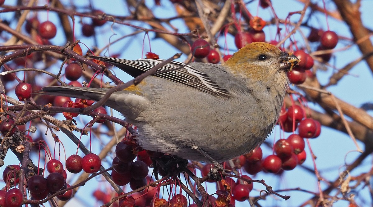 Pine Grosbeak - ML646259715