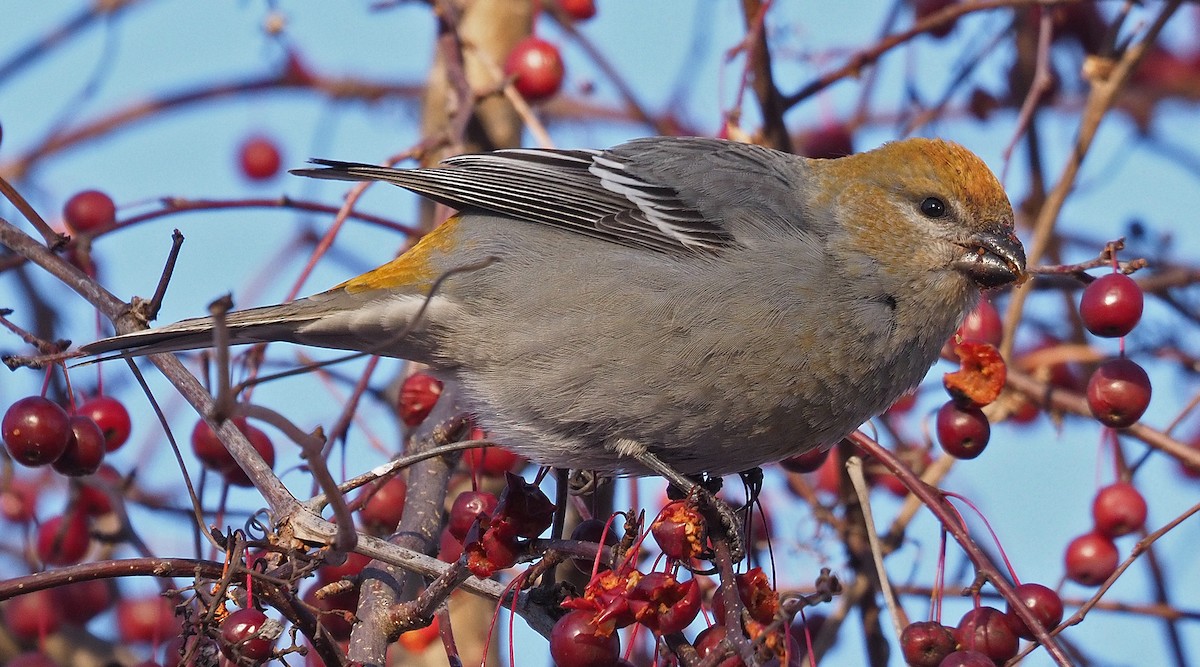 Pine Grosbeak - ML646259716