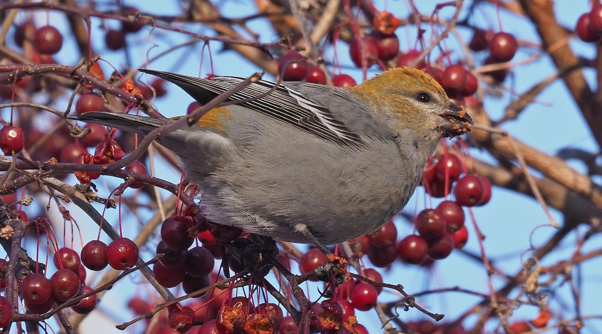 Pine Grosbeak - ML646259717