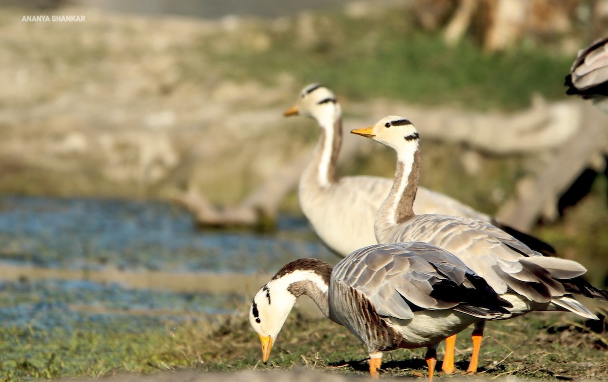 Гуска гірська - ML646259719