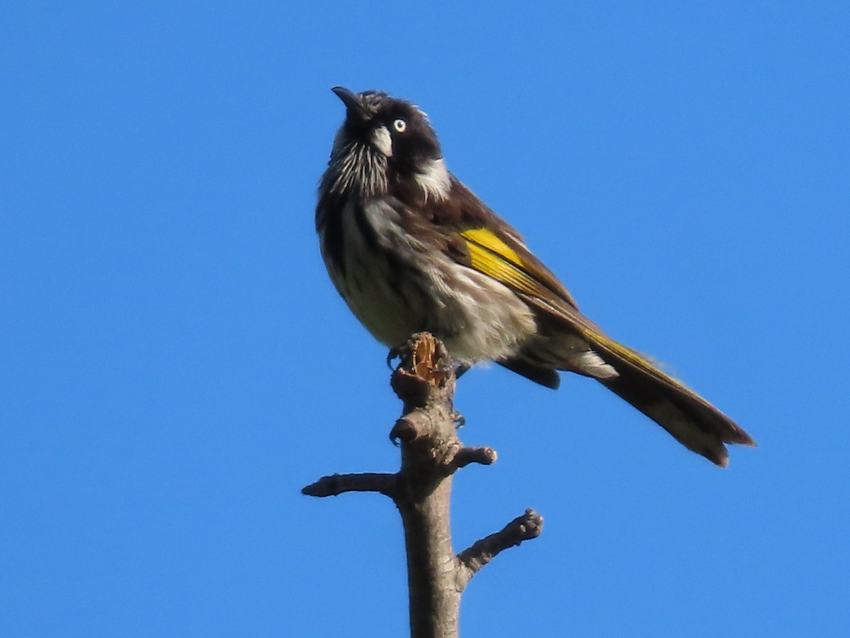 New Holland Honeyeater - ML646259720