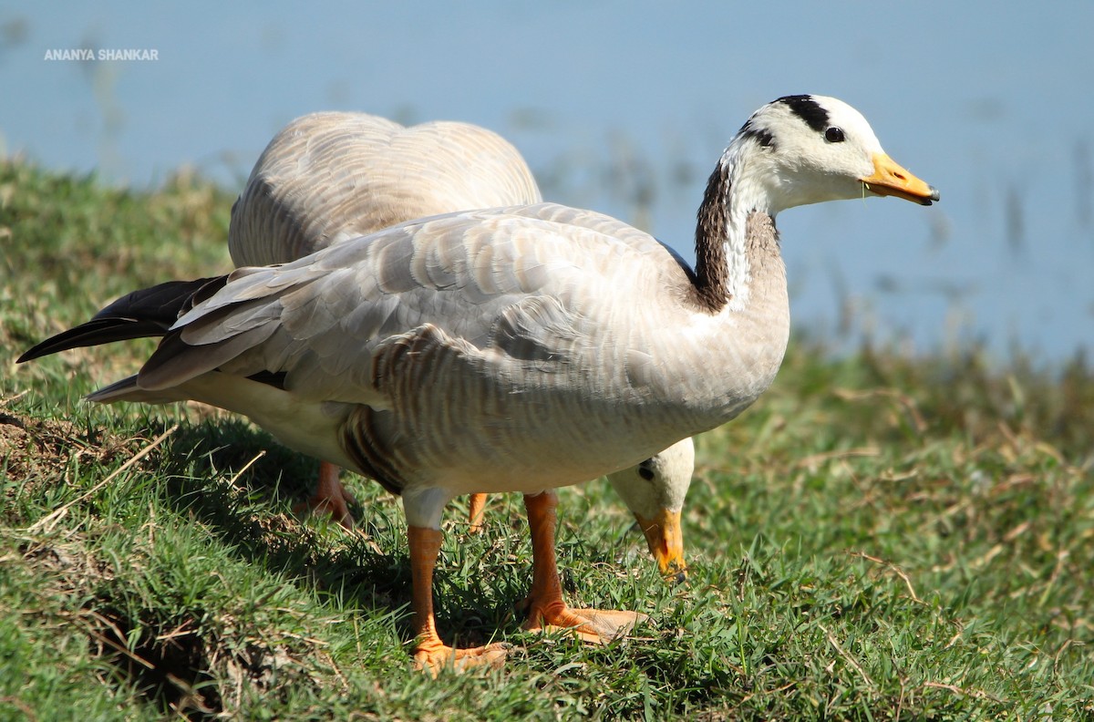 Гуска гірська - ML646259725