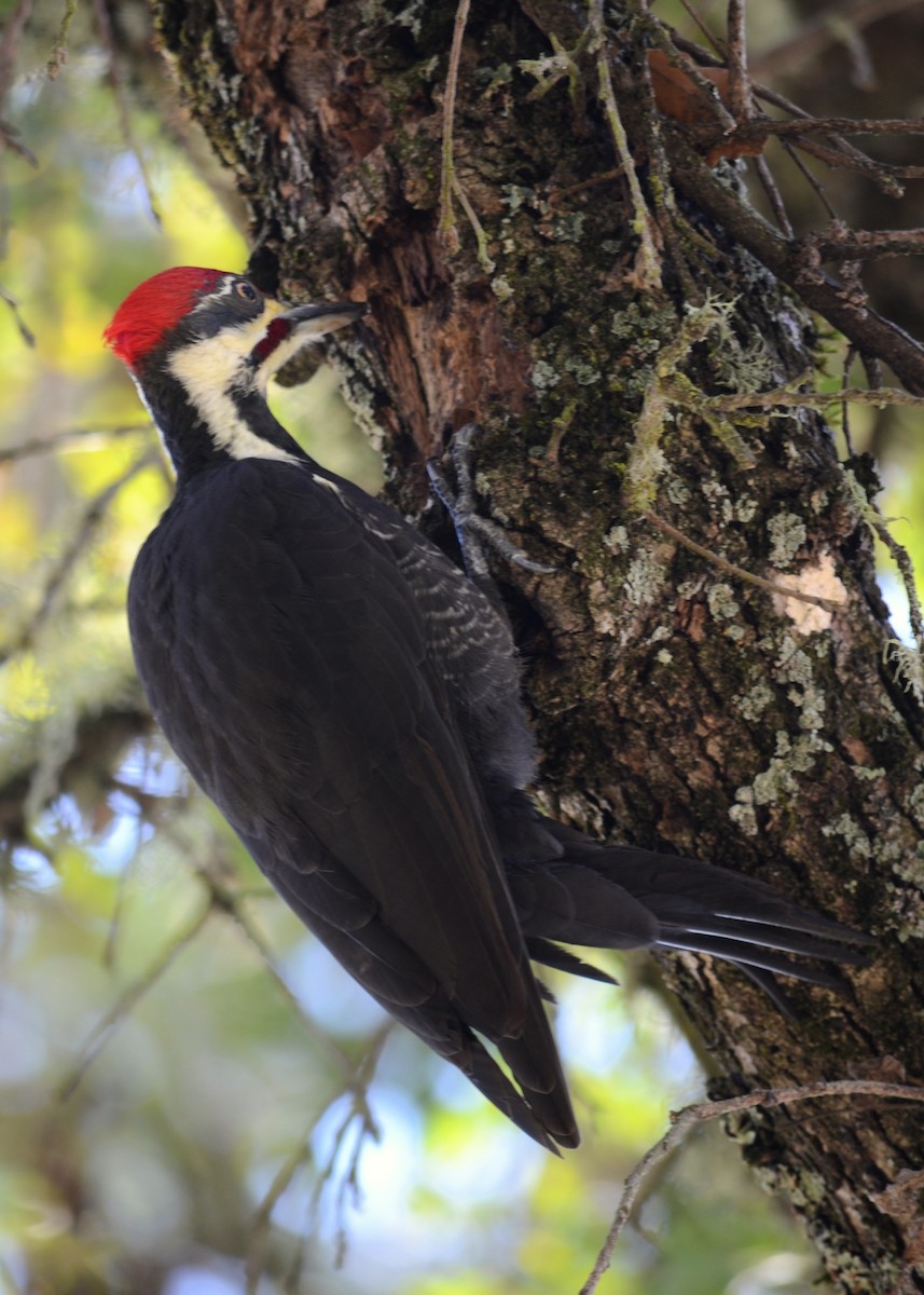 Helmspecht - ML646259728