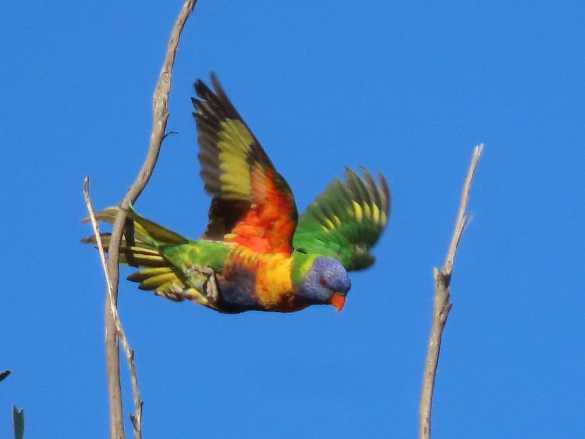 Rainbow Lorikeet - ML646259730