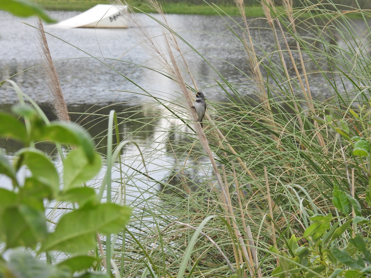 Double-collared Seedeater - ML646259734