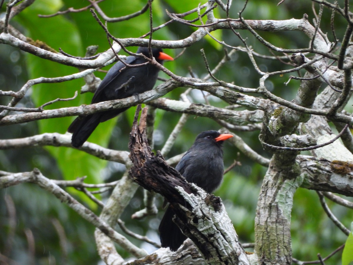 Black-fronted Nunbird - ML646259735