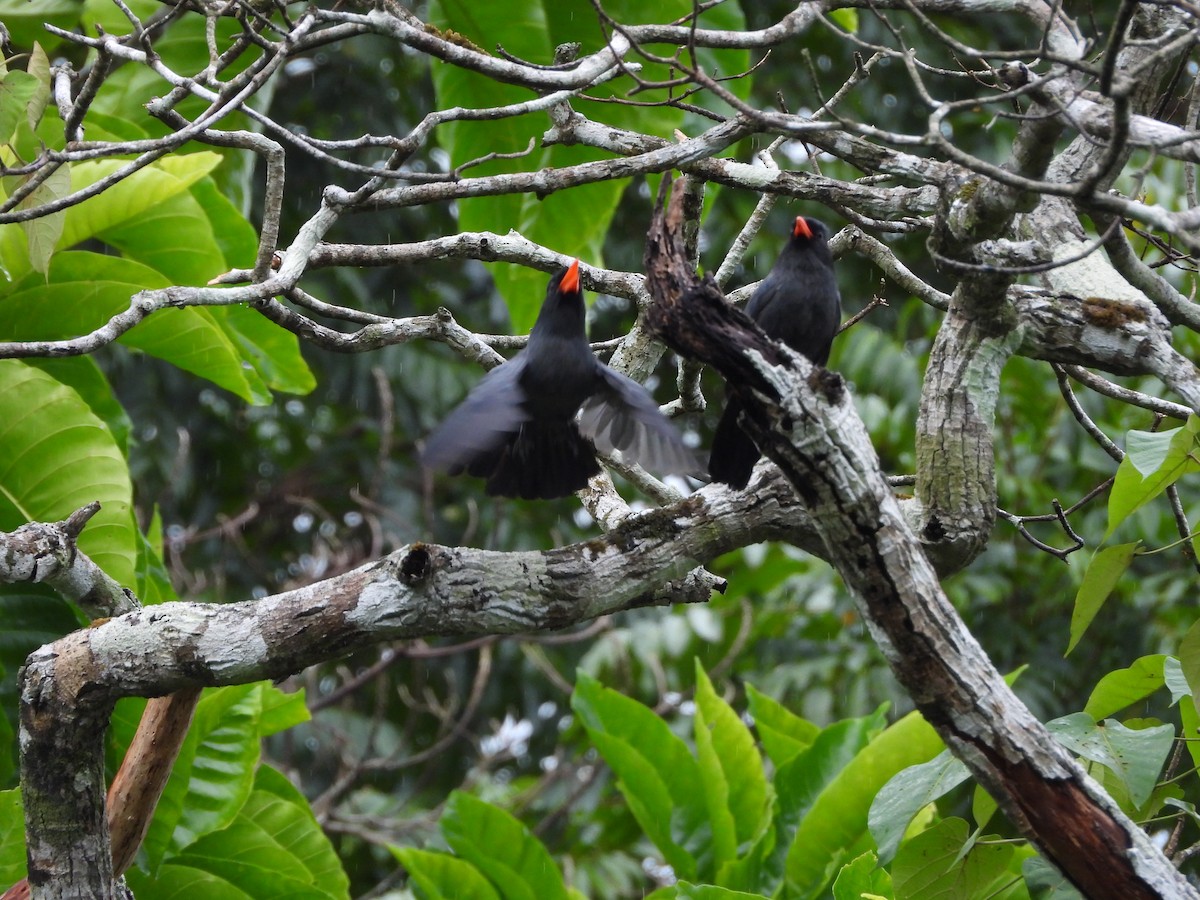 Black-fronted Nunbird - ML646259736
