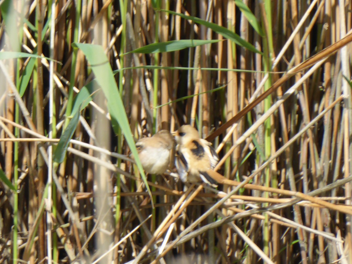 שפמתן - ML646259738