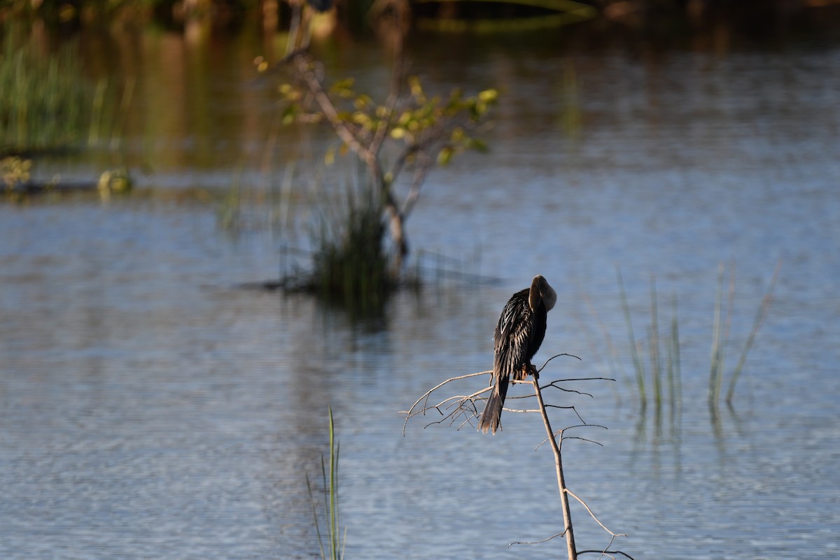 Anhinga - ML646259741