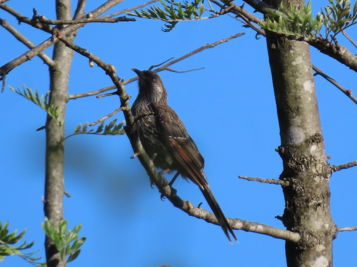 Little Wattlebird - ML646259743