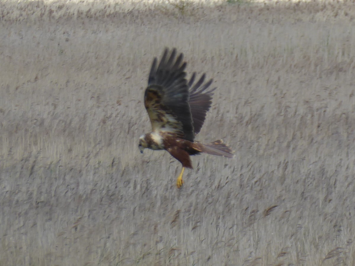 זרון סוף - ML646259744