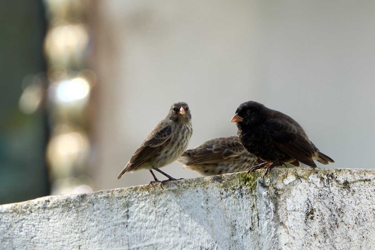 Small Ground-Finch - ML646259745