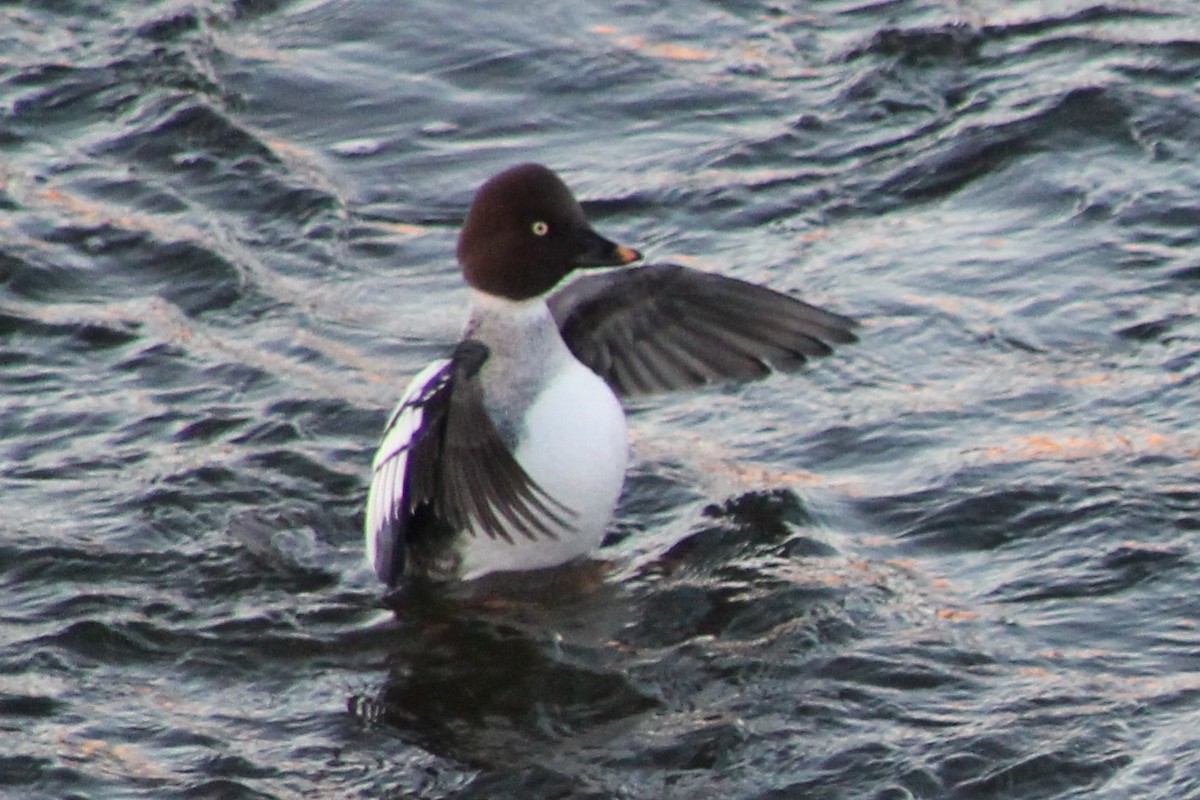 Common Goldeneye - ML646259746