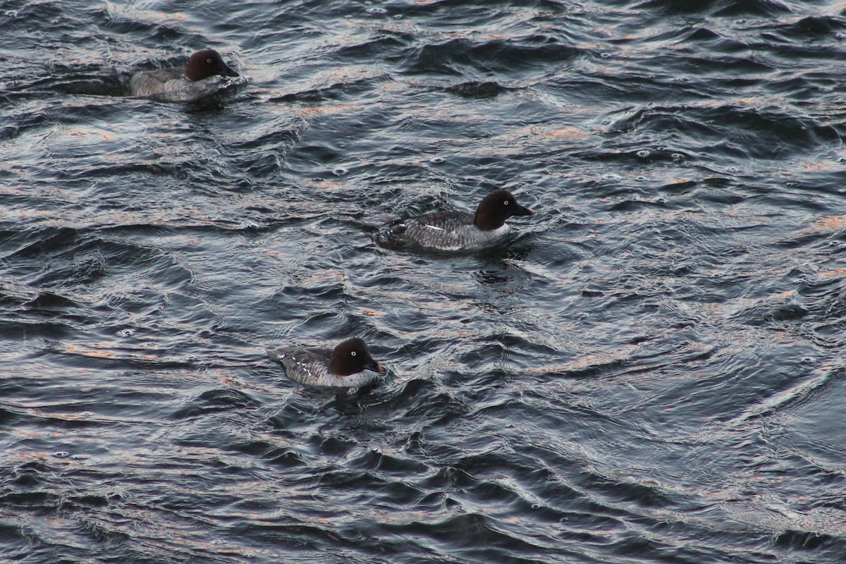 Common Goldeneye - ML646259747