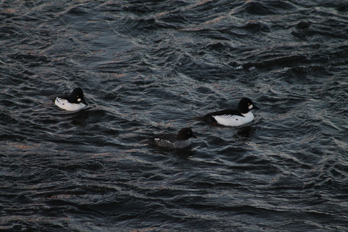 Common Goldeneye - ML646259748