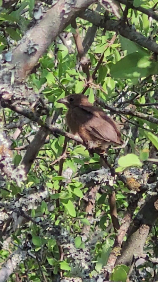 Red-crested Finch - ML646259749