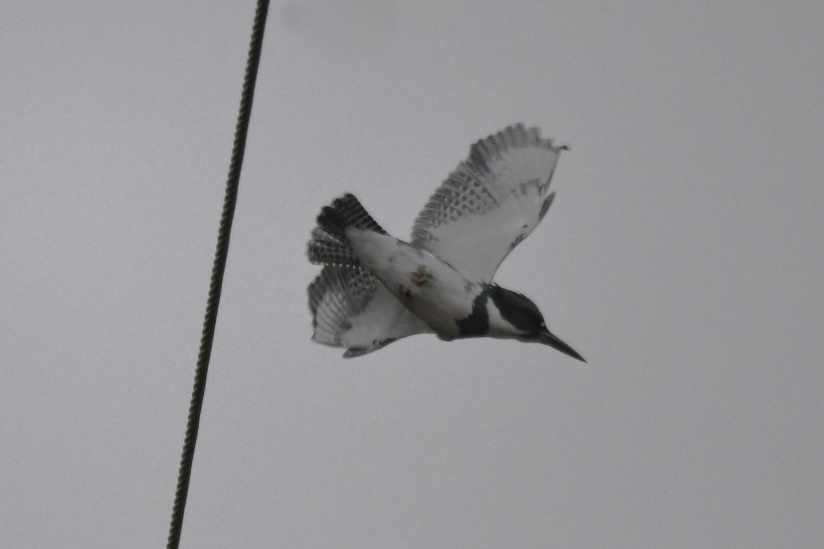 Belted Kingfisher - ML646259750