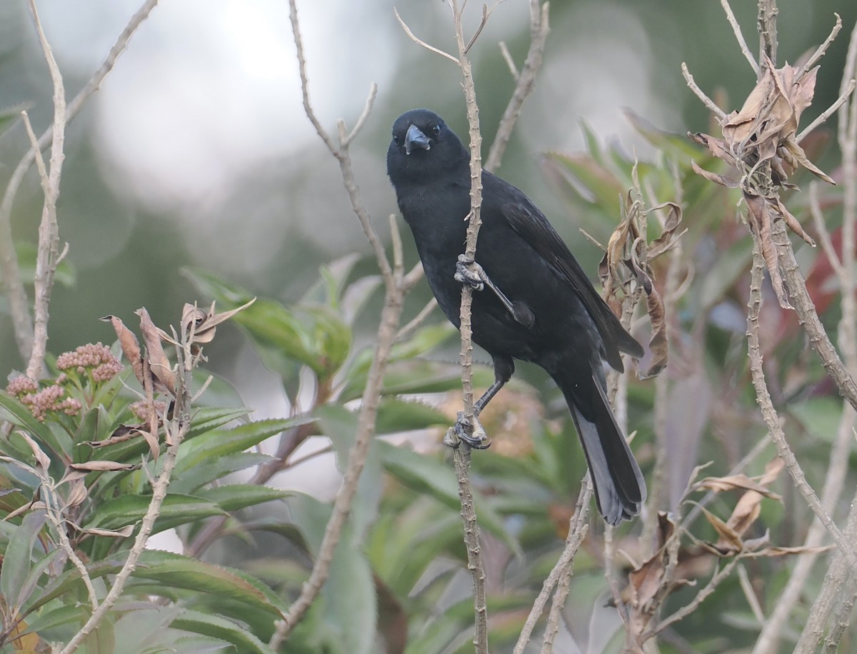 Bolivian Blackbird - ML646259752