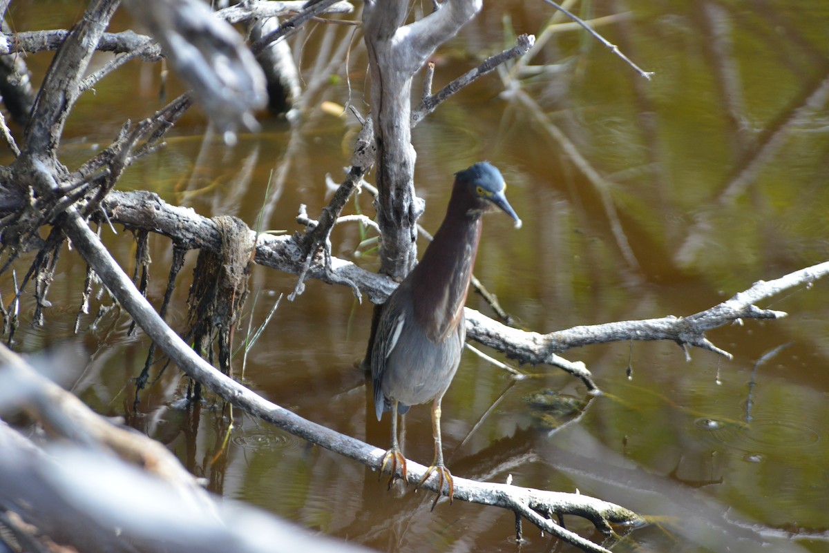 Green Heron - ML646259753