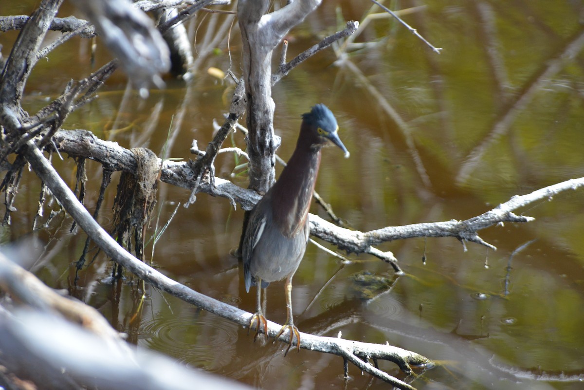 Green Heron - ML646259754
