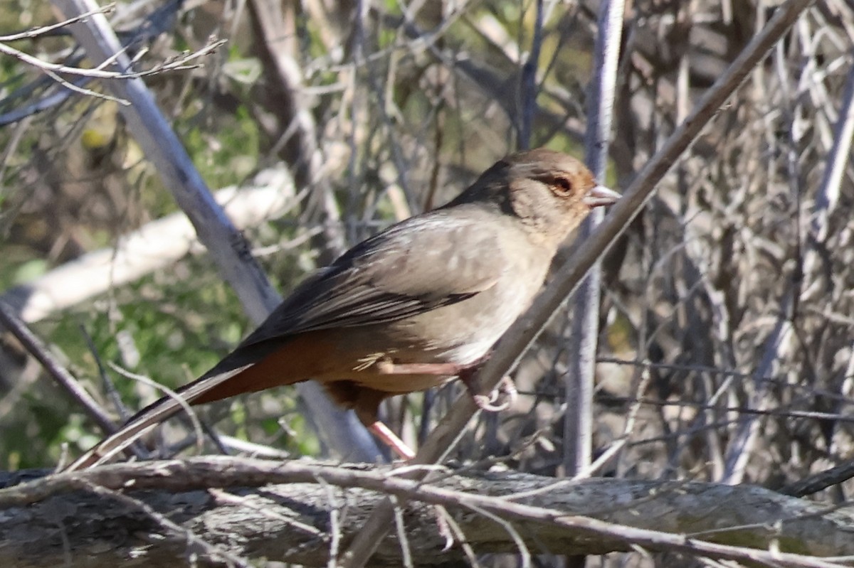 California Towhee - ML646259755
