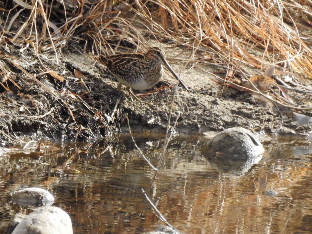 Wilson's Snipe - ML646259762