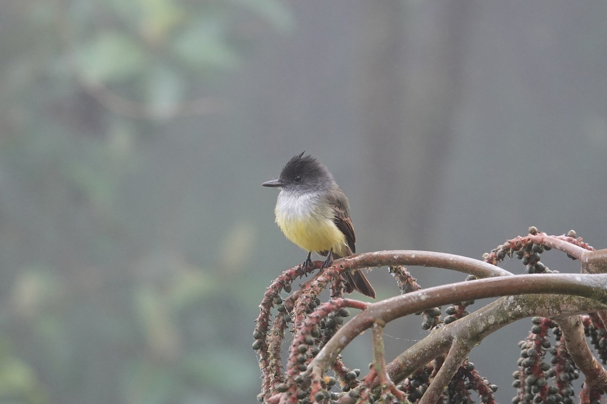 Dusky-capped Flycatcher - ML646259763