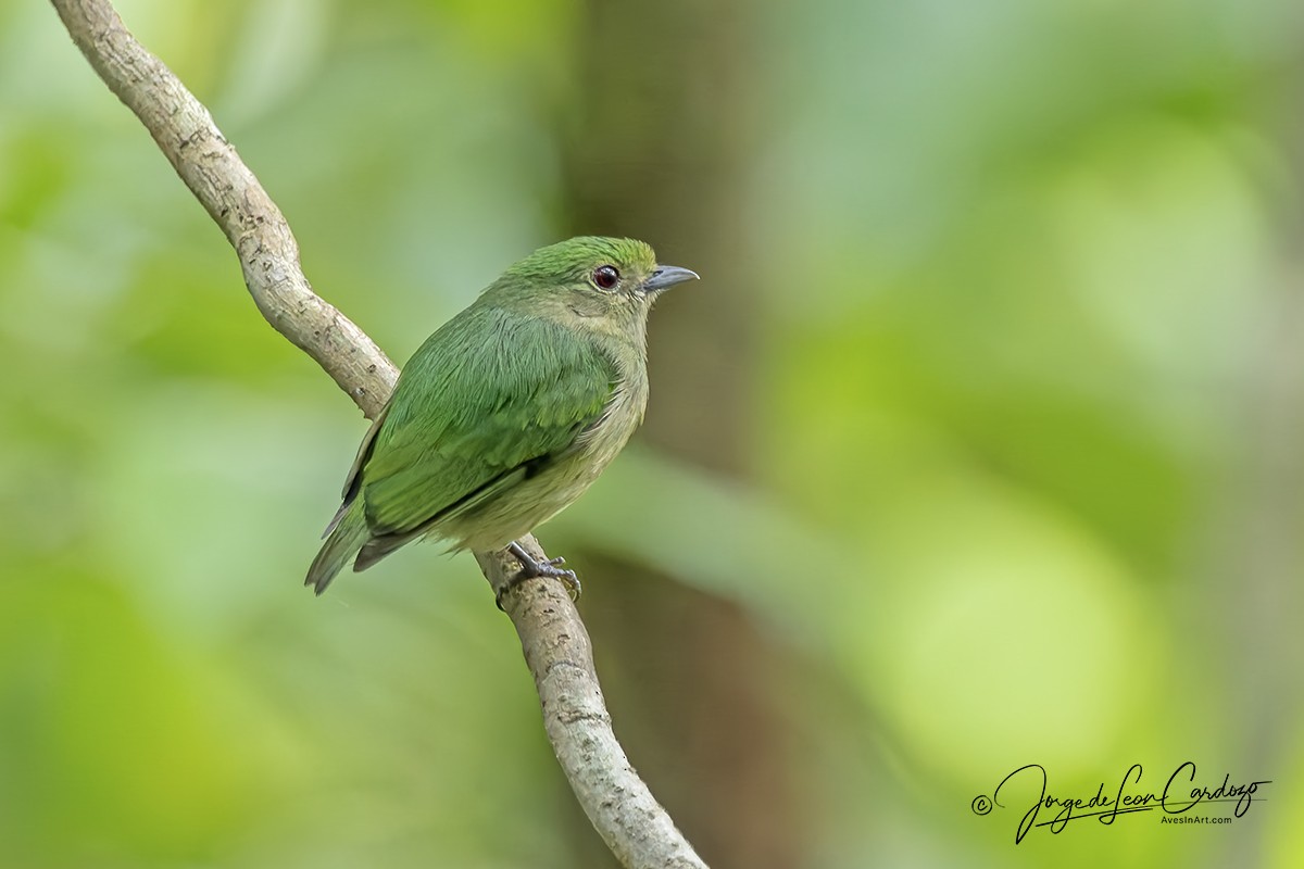 Velvety Manakin - ML646259764