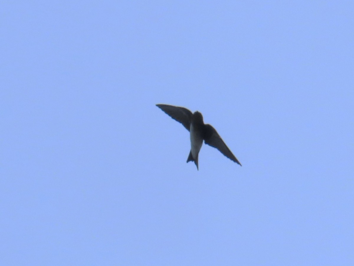 Gray-breasted Martin - ML646259765