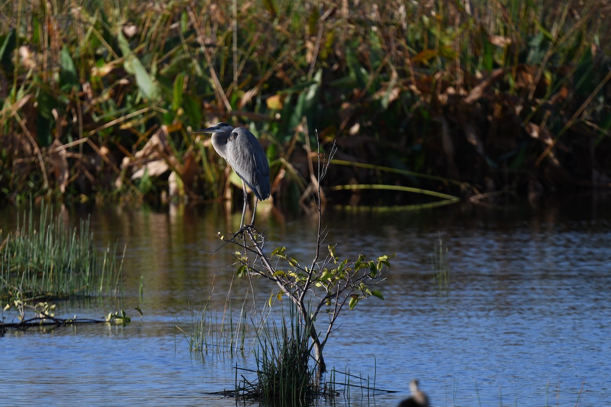 Anhinga - ML646259767