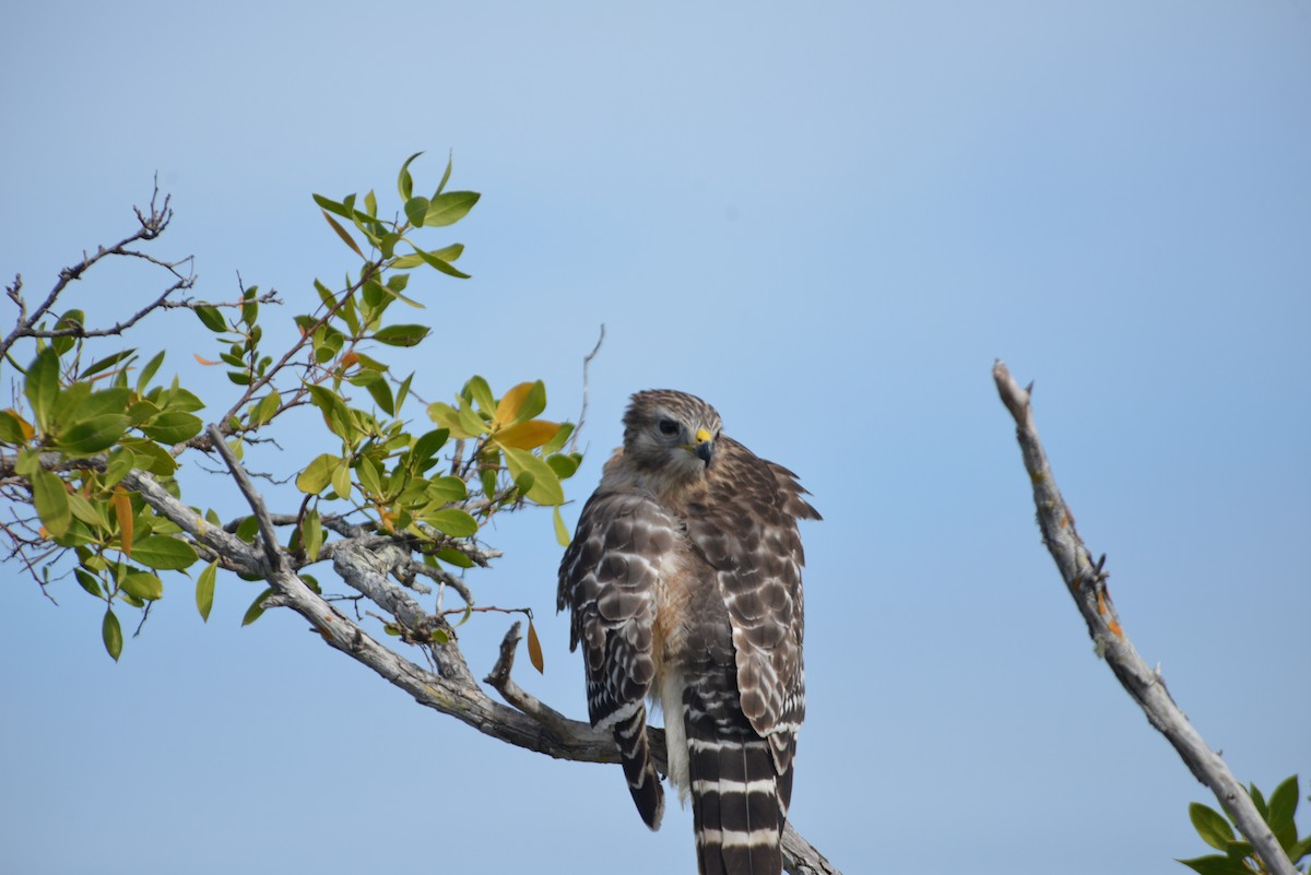 Red-shouldered Hawk - ML646259768