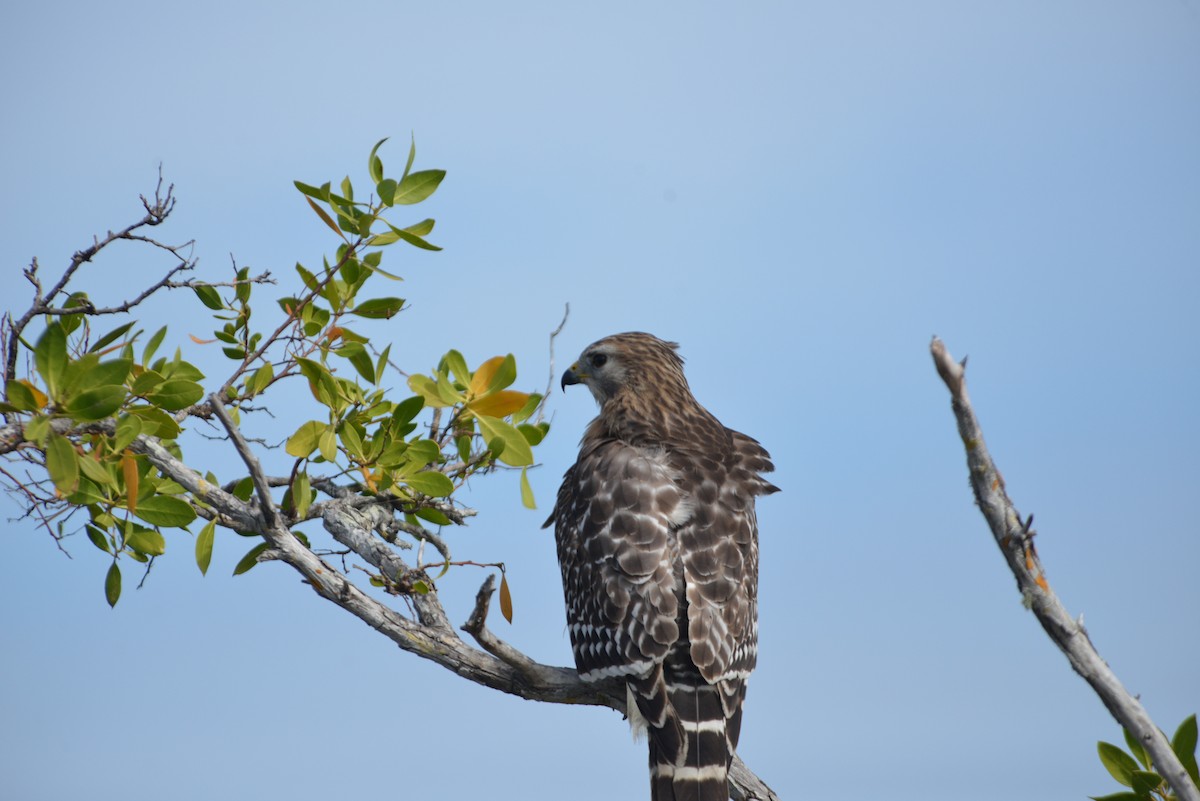 Red-shouldered Hawk - ML646259769