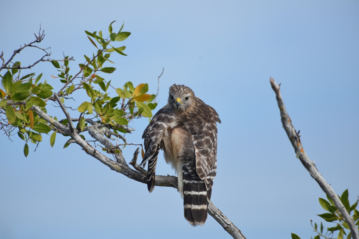 Red-shouldered Hawk - ML646259771