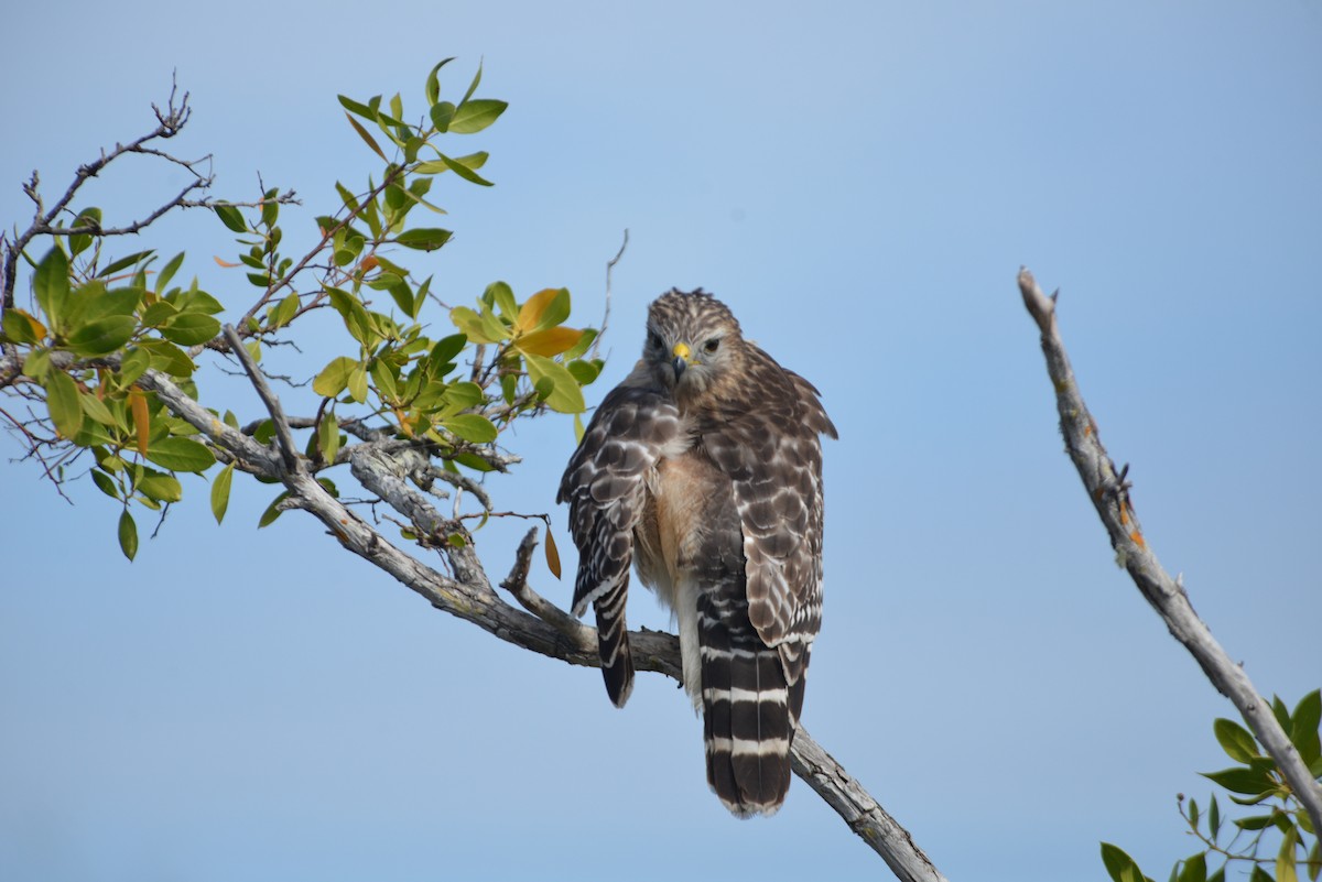 Red-shouldered Hawk - ML646259772