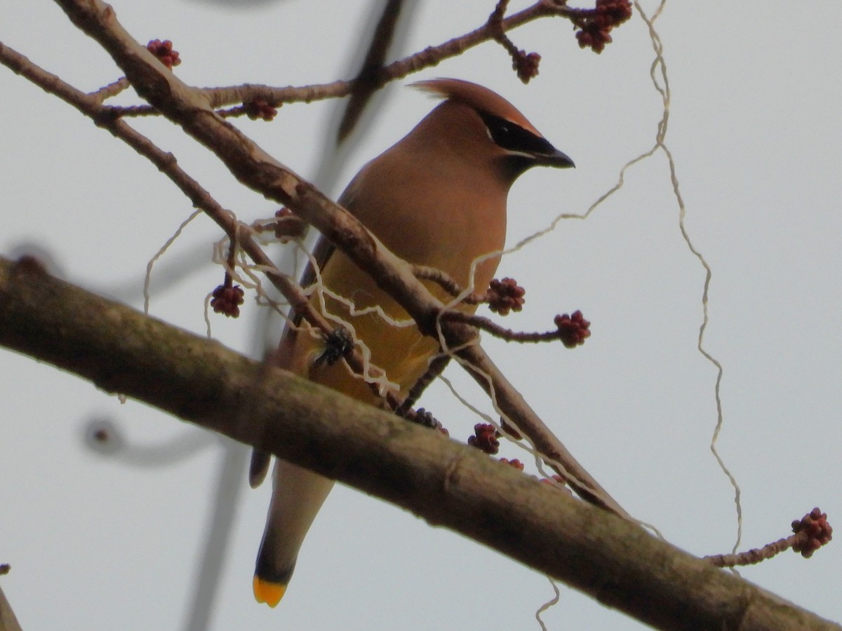 Cedar Waxwing - ML646259774