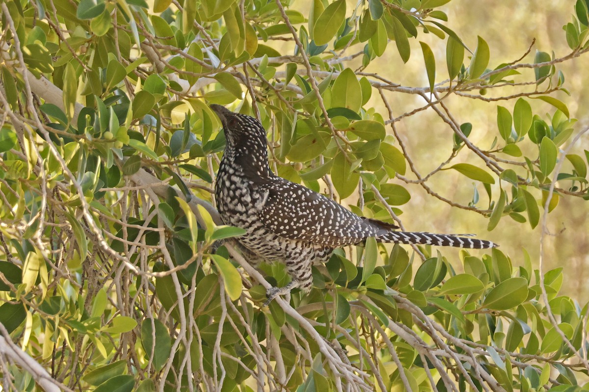 Asian Koel - ML646259775