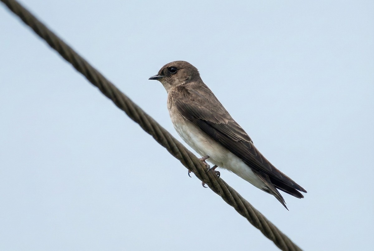 Northern Rough-winged Swallow - ML646259776
