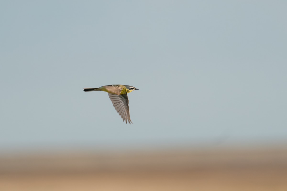 Eastern Yellow Wagtail - ML646259777