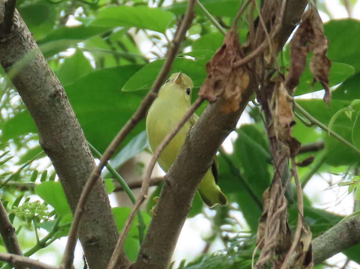 Mangrove Yellow Warbler (Panama) - ML646259779