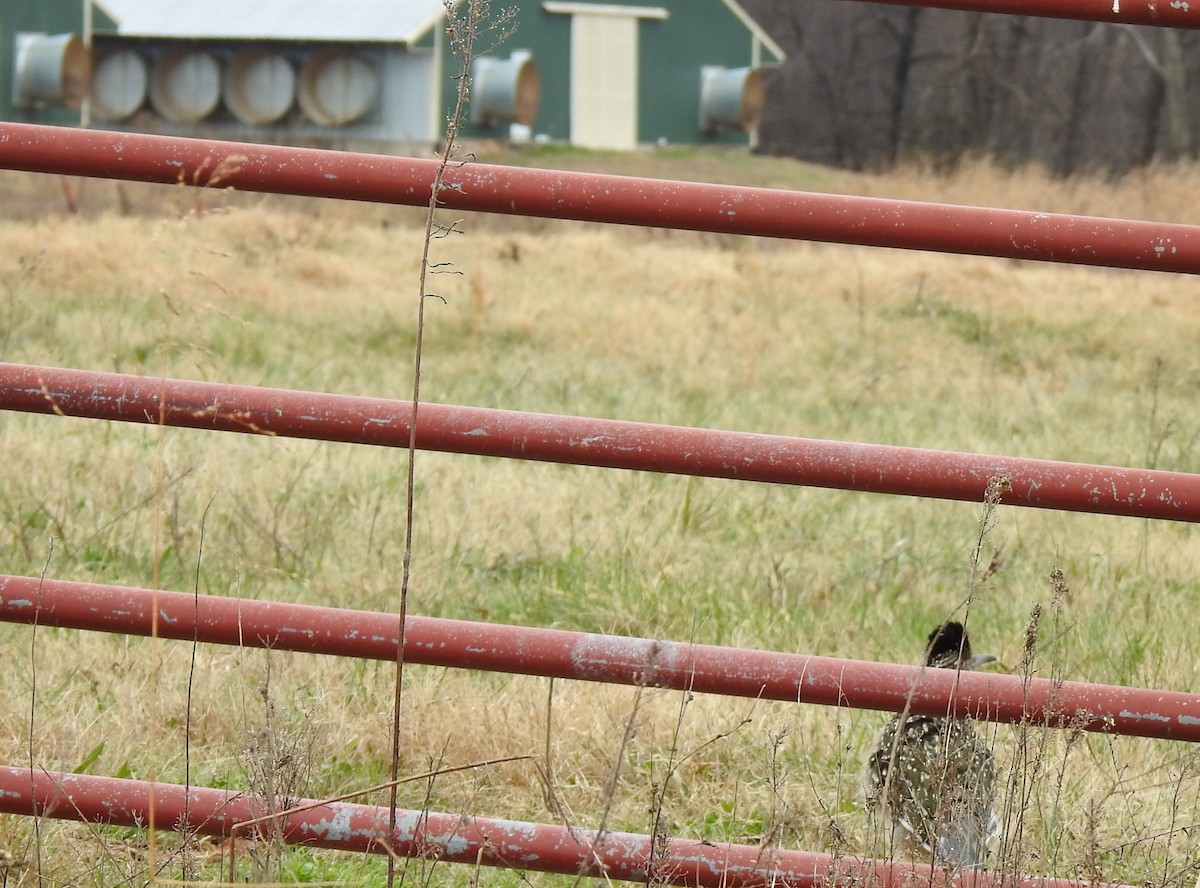 Greater Roadrunner - ML646259781
