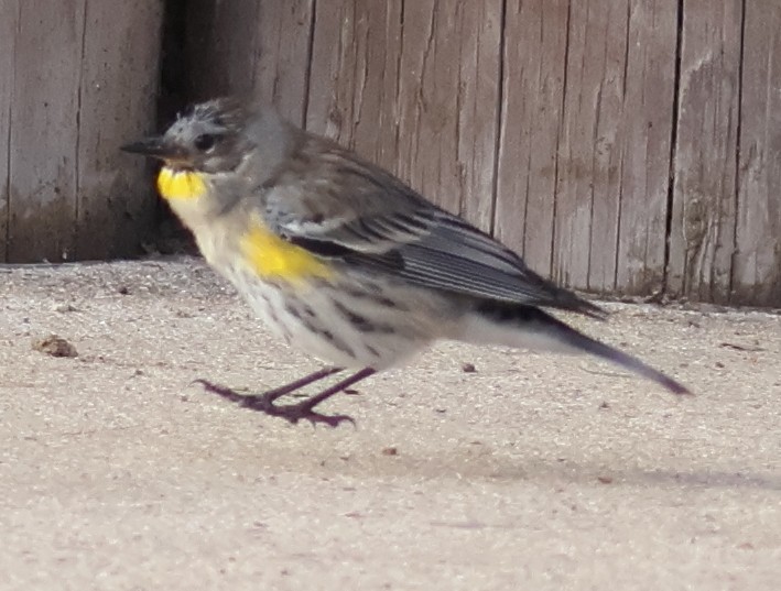 Yellow-rumped Warbler - ML646259782