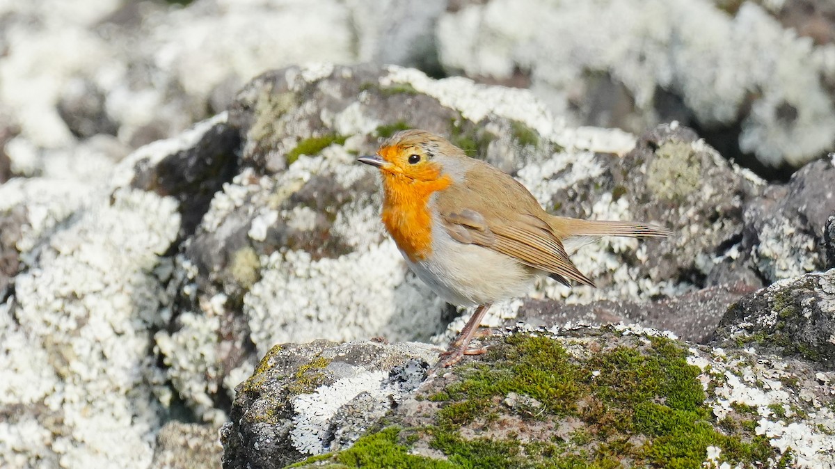 červenka obecná - ML646259783